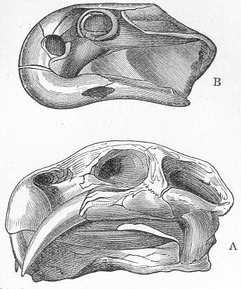 Fig. 154