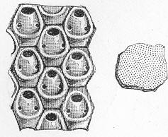 Fig. 193