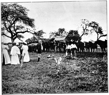 Horses awaiting Inspection.