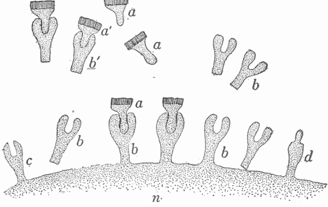 Fig. 18—Diagram To Illustrate Ehrlich'S Theory Of Antitoxine Formation. The surface of the cell (n) is covered with receptors some of which (b) fit the toxine molecule, (a) allowing the toxine to act upon the cell. Under the stimulus of this the cell produces these receptors in excess which enter into the blood and there combine with the toxine as in a^1 b^1, thus anchoring it and preventing it from acting upon the cells. The receptors c and d do not fit the toxine molecule.