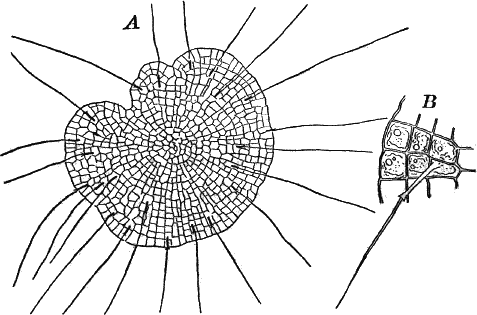 Fig. 17.