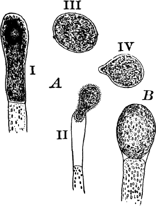 Fig. 22.