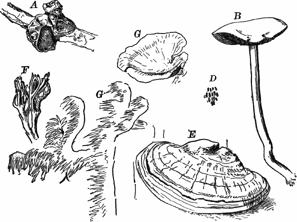 Fig. 51.