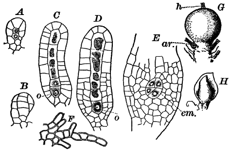 Fig. 54.