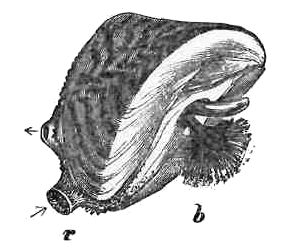 ZEBRA MUSSEL.—b. BYSSUS.