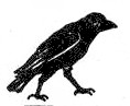 Jimmy Crow