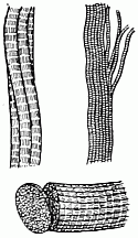 Muscle fibres highly magnified Bundle of fibres. Tubes of one fibre. Proper carving of fibres—across
the grain.