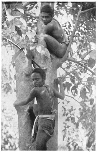 Tree Climbing by Negritos