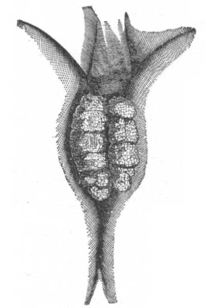 FIG. 33.