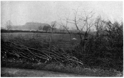 Wood and brush fence