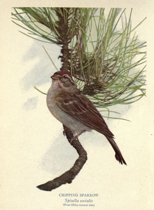 Chipping Sparrow