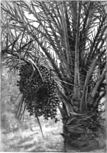 DATE-PALM.