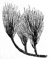 PINUS LARICCIO.