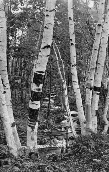 "The young, slender birches of the mountain waysides"