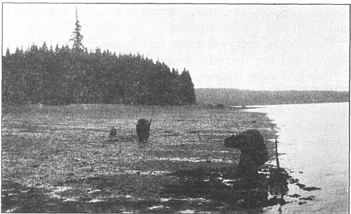 Indians gathering clams on the beach.