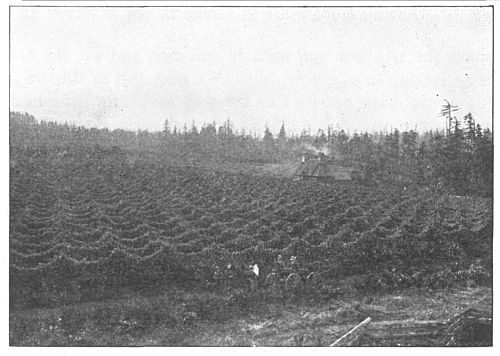 A hop field with the hops ready for picking.