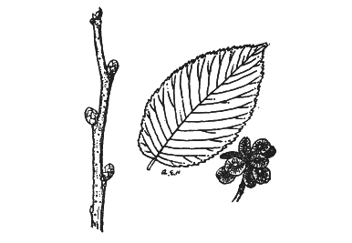 SLIPPERY ELM