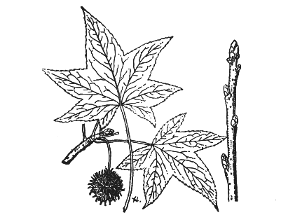 SWEET GUM