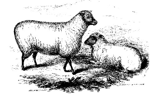 SOUTH DOWN SHEEP.

Best Middle-Wooled Ewe, over Two Years Old: Owned by Lewis G. Morris.