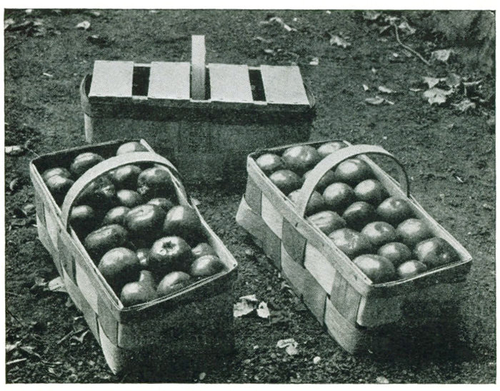 Figure 24.—The square braid basket is widely used as a local market
package for tomatoes. The faced pack looks better and is easily put
up. Covers permit stacking six or eight high.