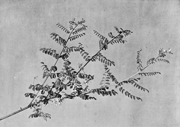 [Illustration: Indigofera Gerardiana, Wall.]