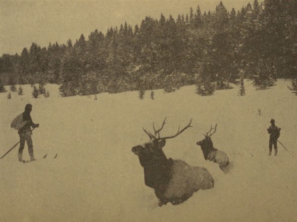 ELK STALLED IN SNOW