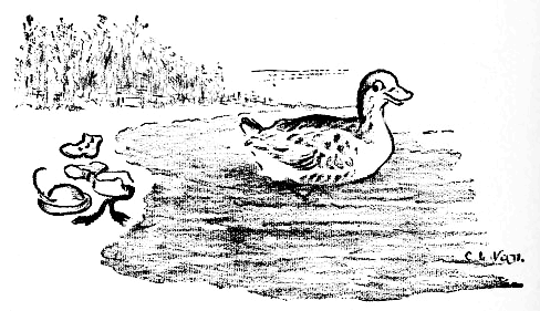 Duck in pond