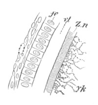 Scyllium canicula ovum