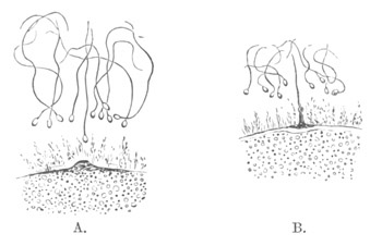 Small portion of A. glacialis ovum