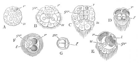 Infusoriform embryo of Dicyema