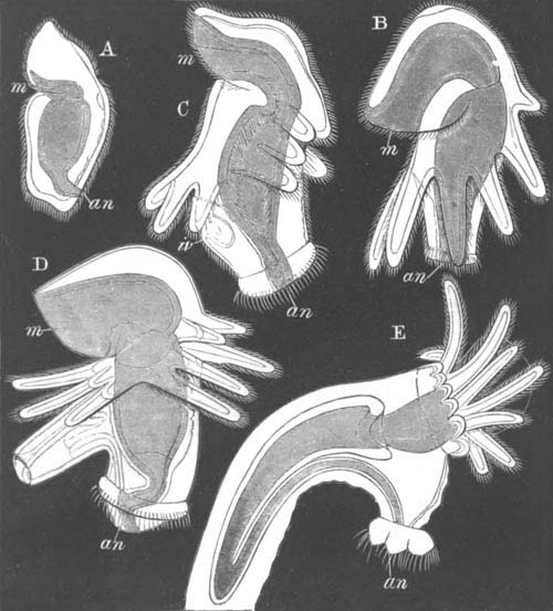 Development of Phoronis from Actinotrocha