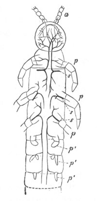 Half of Campodea Fragilis