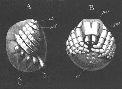 Two late stages of Agelena labyrinthica