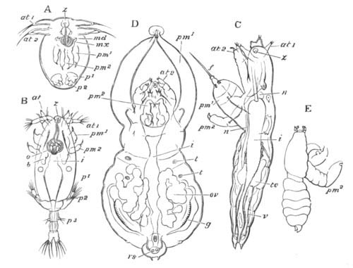 Stages in the development of Achtheres percarum