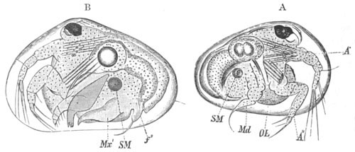 Two stages in the development of Cypris