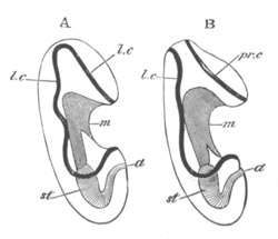 Larva of Holothuroid and Asterias