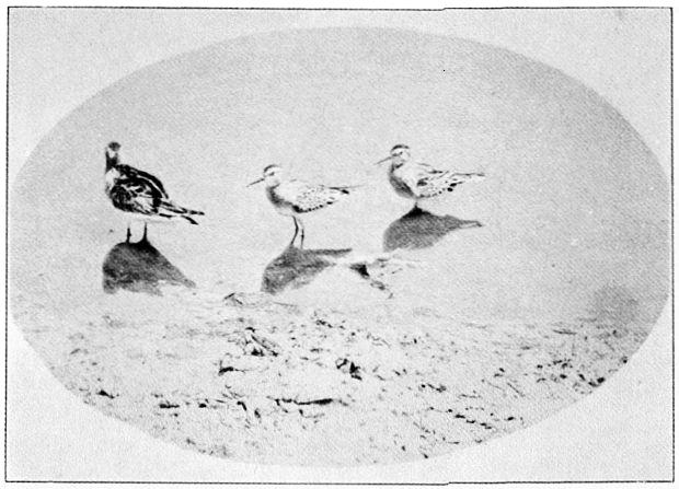 WHITE-RUMPED SANDPIPER.