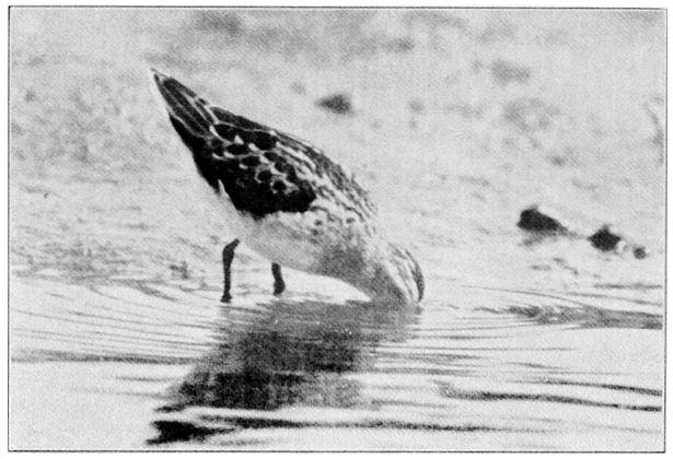 LEAST SANDPIPER.