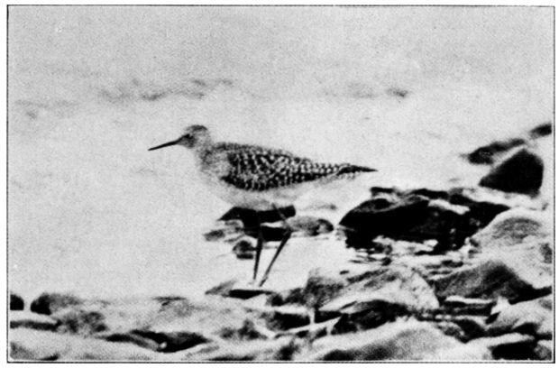 LESSER YELLOW-LEGS.